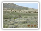 Wildlife
