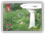 Wildlife
