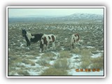 Wildlife
