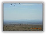 Wildlife
