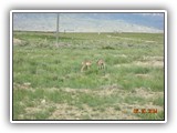 Wildlife
