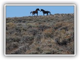 Wildlife